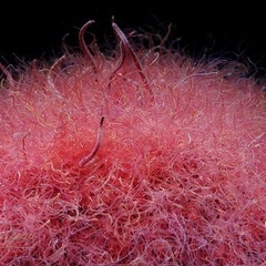 国産 活きイトメ・イトミミズ 50g メダカ等の餌に！