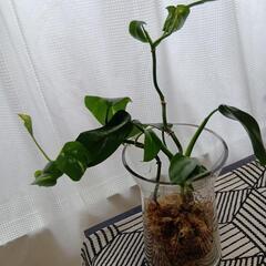 観葉植物