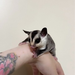 フクロモモンガ　メス　9か月