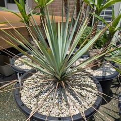 ドライガーデン植物