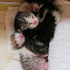 【急募】乳飲み子の仔猫4匹
