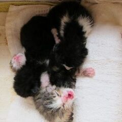【急募】乳飲み子の仔猫4匹 - 猫