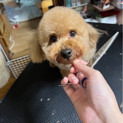 和歌山トリミングモデル犬募集中
