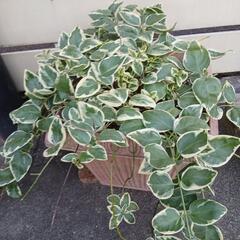植物