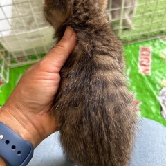 2ヶ月の兄妹里親さん募集 − 茨城県