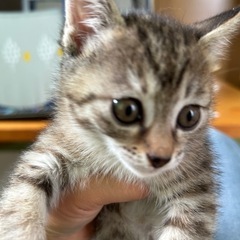 2ヶ月の兄妹里親さん募集