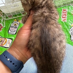 2ヶ月の兄妹里親さん募集 - 猫