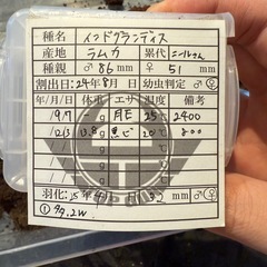 【成虫】グランディスオオクワガタ 68mmペア＋メスの画像