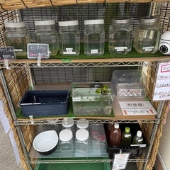 めだか無人販売(コブラ祭開催中)