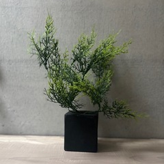 　【観葉植物】黒備前/(枯れない盆栽)鉢とセット　