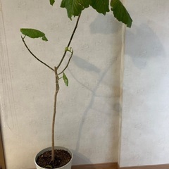 観葉植物　150センチくらい