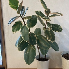 観葉植物　高さ1mくらい