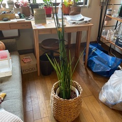 観葉植物(トラノオ？)伸びまくってます