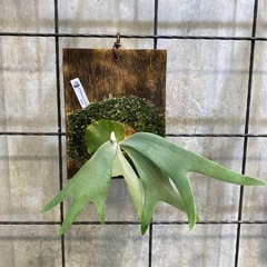 気まぐれ板付けワークショップ ビカクシダ