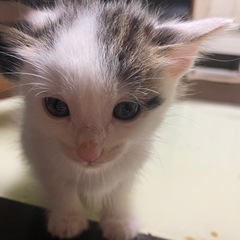 子猫里親募集
