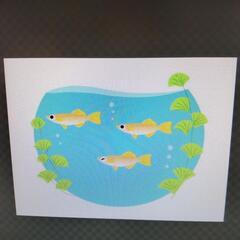 メダカ無料で譲って下さい。