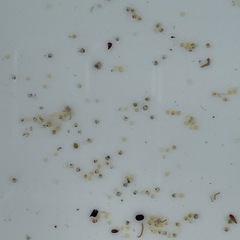 めだかの卵150個　月華の画像