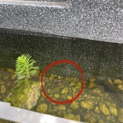 ヒメタニシ1匹10円の画像