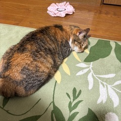 至急 里親探してます💦