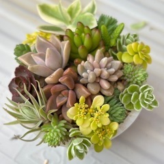 多肉植物の寄せ植え④の画像