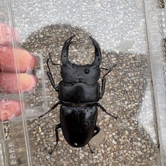 国産オオクワガタ
