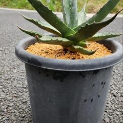 アガベ　モンタナの画像