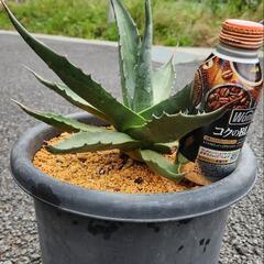 アガベ　モンタナの画像