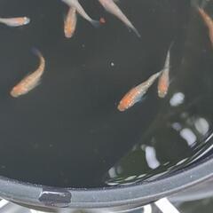 メダカ　夜桜　屋外　ビオトープの画像