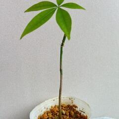 パキラ1　生きてる空気清浄機　初心者でも育てやすい