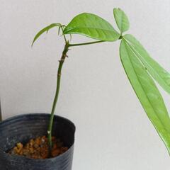 パキラ2　生きてる空気清浄機　初心者でも育てやすい