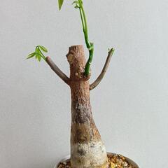 ＊お話中＊　パキラ1　生きてる空気清浄機　初心者でも育てやすいの画像