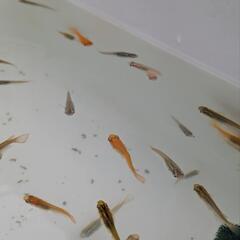 メダカ
