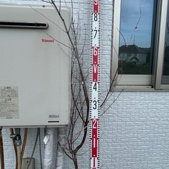 枯れた植木たち3本の画像
