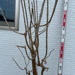 枯れた植木たち3本の画像
