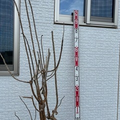 枯れた植木たち3本