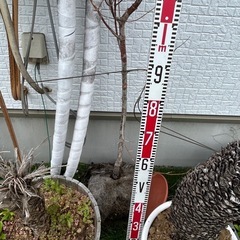 枯れた植木たち3本の画像