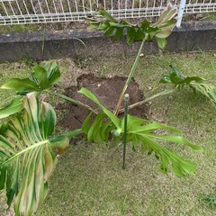 大型モンステラ②の画像