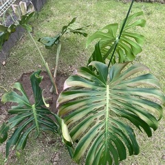 大型モンステラ②
