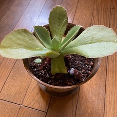 多肉系観葉植物