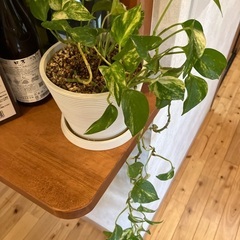 観葉植物