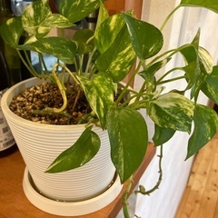 観葉植物の画像
