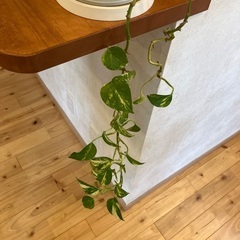 観葉植物の画像