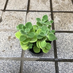 ハーブ🌿アロマティカス