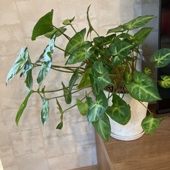 観葉植物