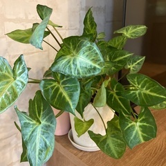 観葉植物の画像