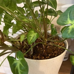 観葉植物の画像