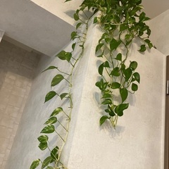 観葉植物　長さ1mくらい