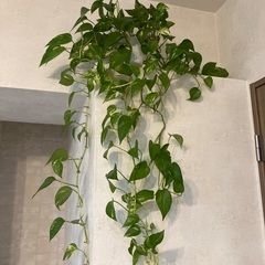 観葉植物　長さ1mくらいの画像