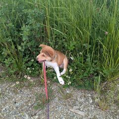 里親募集！【メイ ︎︎ ♀】3ヶ月程 道東より保護 - 犬