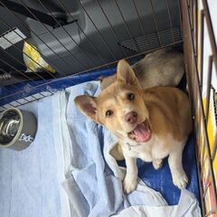 里親募集！【メイ ︎︎ ♀】3ヶ月程 道東より保護